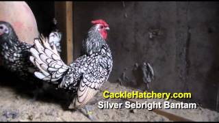 Silver Sebright Bantam Chicken Breed Breeder Flock [upl. by Yrrehs]