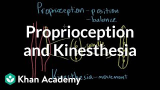 Proprioception and kinesthesia  Processing the Environment  MCAT  Khan Academy [upl. by Brok207]