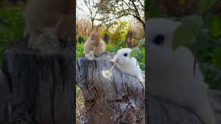 Rabbit baby how cute is the sea rabbit under the moon eating dandelions How cute is the rabbit eati [upl. by Lyall]