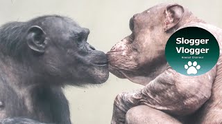 Hairless Chimp Interaction With Female Chimp [upl. by Ahtnamys]