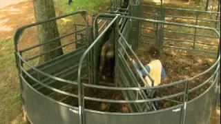 Priefert Large Cattle Working Systems [upl. by Bergren]