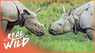 The Incredible Armour Plated Rhino Wildlife Documentary  Real Wild [upl. by Vaclava]