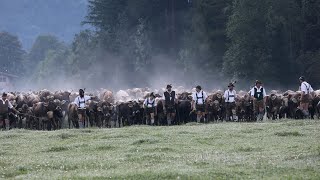 So schön war der Viehscheid in Bad Hindelang 2023 [upl. by Ibloc415]