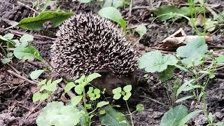 Kleiner Igel erkundet die Natur [upl. by Mulvihill]