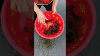 Shrimp recipe new Viral Gedgets Smart Appliances Kitchen UtensilsHome Inventions shorts gadgets [upl. by Peedus]