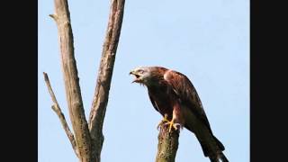 Red Kites Calling 28 secs [upl. by Nomaid]