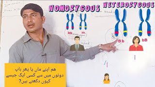 Homozygous and heterozygous  Dominant and recessive factors [upl. by Ynnam759]