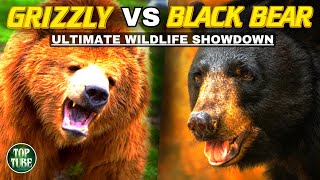 Grizzly Bear Vs Black Bear The Ultimate Showdown [upl. by Gannes]