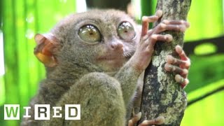 Absurd Creatures  The Tarsier Leaps Like a Superhero Looks Like Yoda [upl. by Codee468]