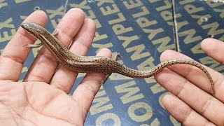 السحلية الدفانة صاحبة الأساطير الكاذبة  Chalcides cf humilis  مع احمد الدكرونى [upl. by Bertina]