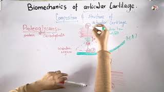 Biomechanics of articular cartilage  Proteoglycans composition and structure [upl. by Hackathorn]