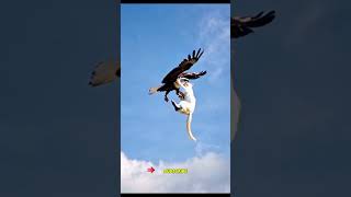 Eagle Cat’s SkyHigh Hijinks Eagle funny best video 💜 🔥 👍 [upl. by Purpura741]