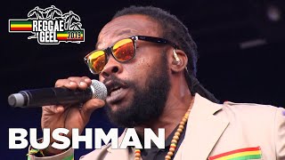 Bushman Live  Reggae Geel Festival Belgium 2019 [upl. by Naerda590]