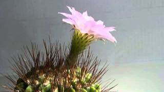 Acanthocalycium violaceum [upl. by Akemet]