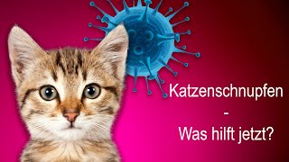 Katzenschnupfen – was hilft jetzt [upl. by Vassily863]