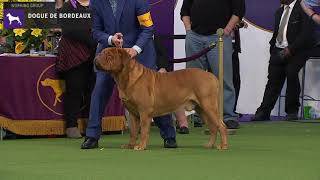 Dogue do Bordeaux  Breed Judging 2020 [upl. by Felicidad]