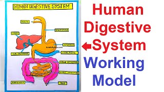 human digestive system working model 3d science project for science exhibition  diy  howtofunda [upl. by Odella]