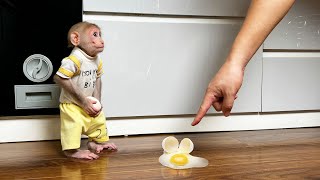 Monkey Bibi apologized to dad for breaking the egg while Bibi was hungry looking for food [upl. by Nod]