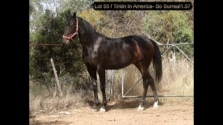 Lot 55 f Tintin In America  So Surreal 1 57 [upl. by Schinica26]