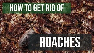 How To Get Rid of Cockroaches Guaranteed 4 Easy Steps [upl. by Ingraham]