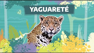 FaunaNativa  Ep 4 – Yaguareté [upl. by Bred]