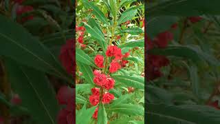 Impatiens balsamina impatiensbalsamina gardenbalsam balsamflower meghalaya [upl. by Ennaeilsel963]