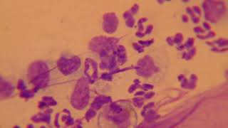 Skin Cytology in Dogs [upl. by Elpmid417]