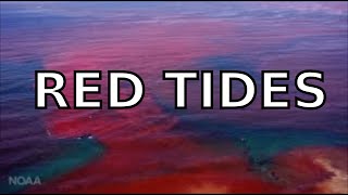 What are RED TIDES All about red tides and dinoflagellates [upl. by Kcirttap337]