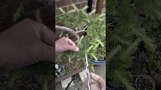 A TOP TIP for Pruning Japanese Larch Bonsai  Its So Easy [upl. by Ylrebmi309]