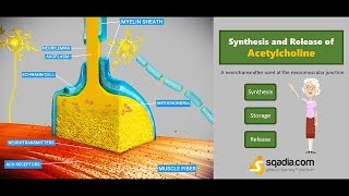 Synthesis and Release of Acetylcholine  Medical Physiology Online  VLearning [upl. by Aniras]