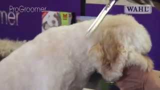 Grooming Guide  Cockapoo Pro Groomer [upl. by Patton]