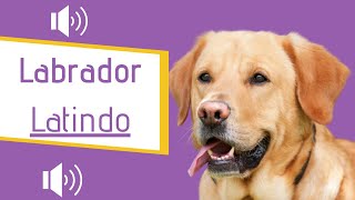 Labrador Latindo BRAVO  Latindo alto [upl. by Georgianne]