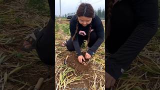 Amazing Garlic 🧄🧄 Harvesting from Farm by Rural Farmer shorts garlic amazing youtubeshorts [upl. by Atinaw104]