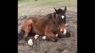 Une passion une vie pour eux les chevaux [upl. by Anjela]