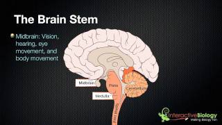 027 The 3 parts of the brain stem and their functions [upl. by Tav]