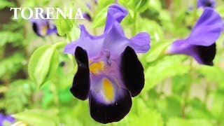 Propagating WISHBONE FLOWER TORENIA in Containers [upl. by Auberon45]