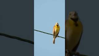 Handsome Singing Dickcissel ❤️ birds nature [upl. by Gad967]