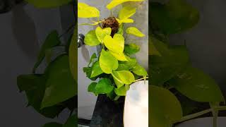 Golden Money Plant nature shortvideo indoorplants vastuplants shorts short shortvideoreels [upl. by Lockhart]