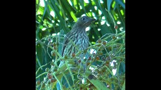 Female Australasian Figbird in Queensland [upl. by Nevram]