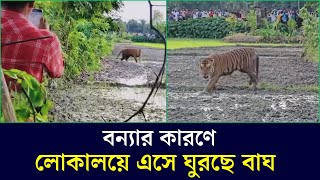 ভয়াবহ বন্যা পরিস্তিতির শিকার হয়ে লোকালয়ে চলে এসেছে বাঘ [upl. by Noterb390]