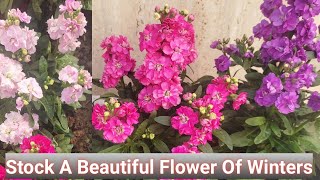 How to Grow and Care Stock Flower PlantMatthiola incana Care of Stock plant [upl. by Dier]