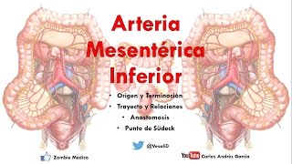 Anatomía  Arteria Mesentérica Inferior Origen Trayecto Relaciones Punto de Sudeck [upl. by Deckert736]