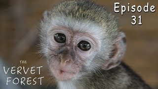 Vervet Monkeys Fight When New Orphan Baby Monkey Meets Foster Mom  Ep 31 [upl. by Couchman336]