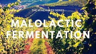 What is MALOLACTIC FERMENTATION  How does it affect your wine [upl. by Oremar]