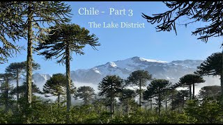 Chile Part 3 Valdivian rainforest to Araucaria forest Flora of the Lake District area and beyond [upl. by Kelbee]