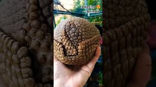 Armadillo 😳New Amazing 😍Animal🦡 armadillo new animals cat vairalvideo [upl. by Sewellyn]