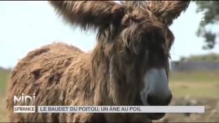 Animaux  le baudet du Poitou [upl. by Anyahc755]