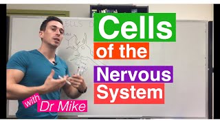 Cells of the Nervous System Neurons and Glia [upl. by Klos]