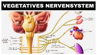 Vegetatives Nervensystem Sympathikus Parasympathikus kurze Erklärung [upl. by Nuarb]