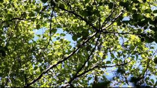 Greenish Warbler singing Jurmala Latvia [upl. by Eilatan149]